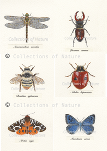 Britain's Eight Rarest Insects