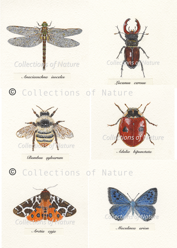 Britain&#39;s Eight Rarest Insects