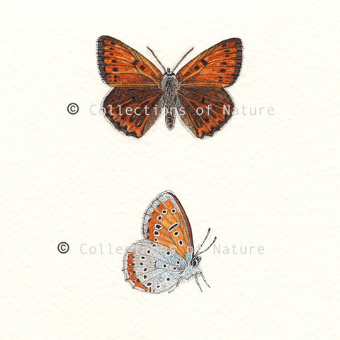 Large Copper Race Butterfly *Limited Edition*