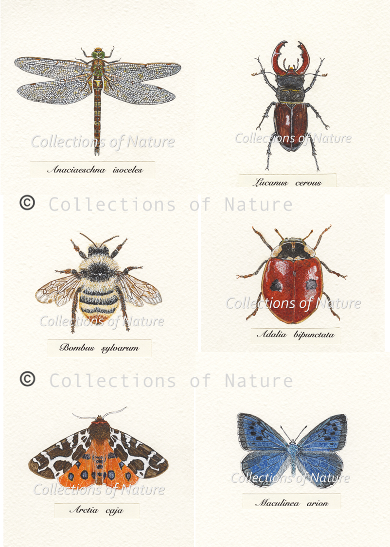 Britain's Eight Rarest Insects – Collections Of Nature