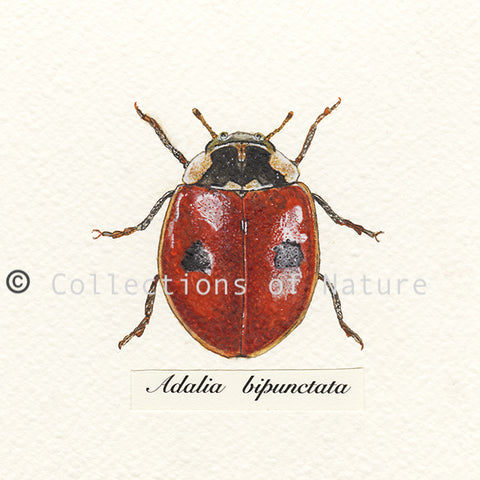 Two Spot Ladybird