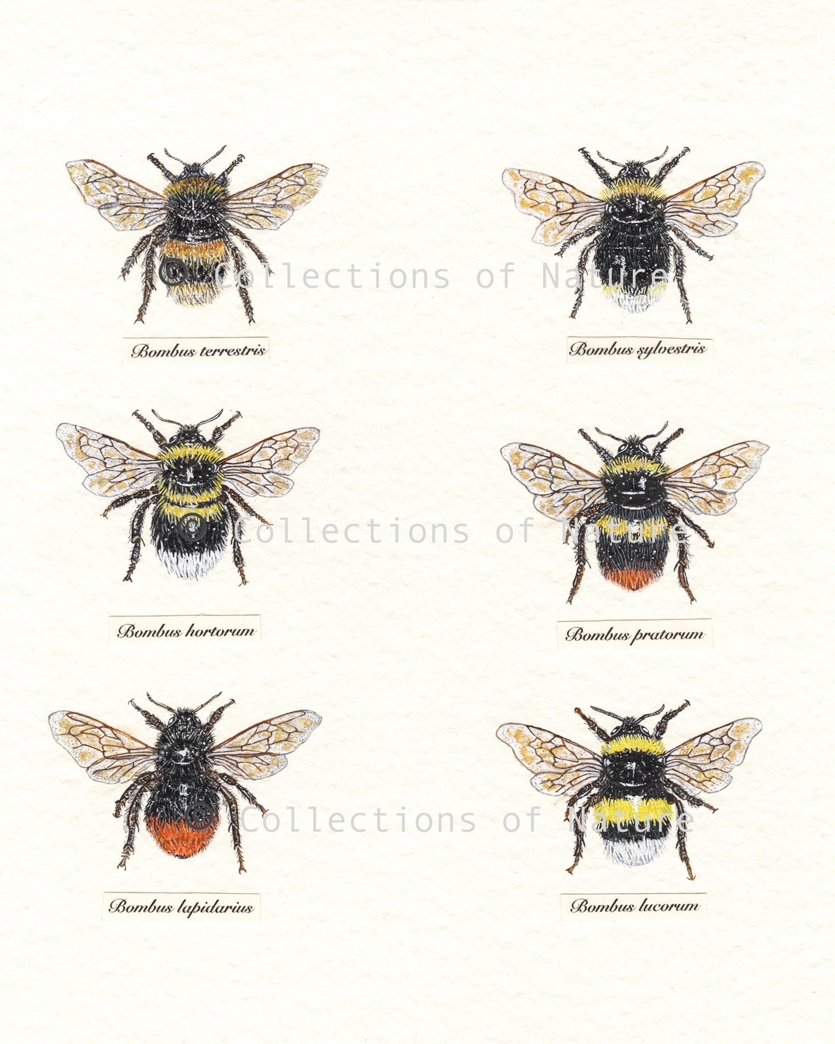 Britain's Bees I