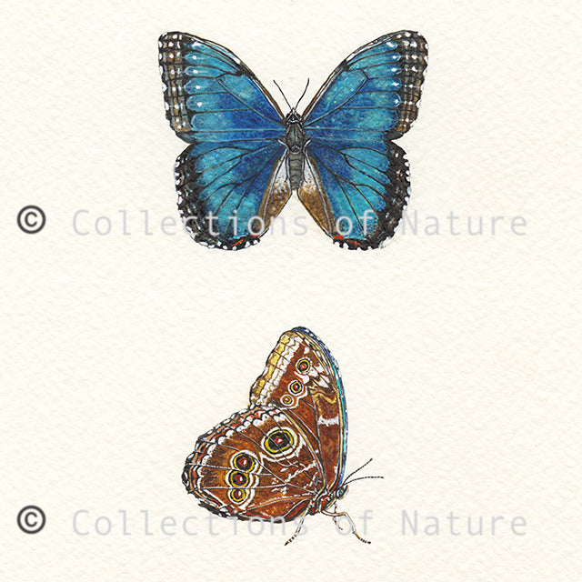 Blue Morpho Butterfly *Limited Edition*