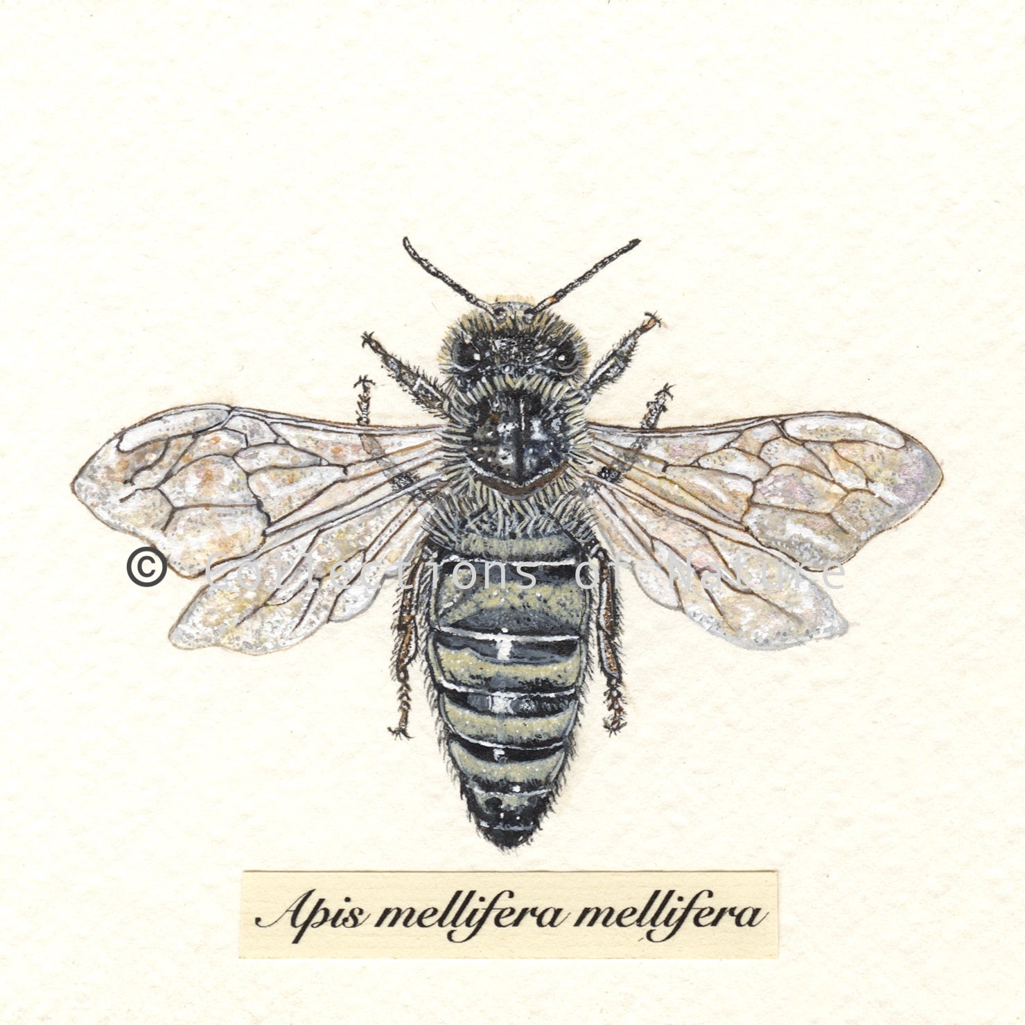 British Black Honey Bee