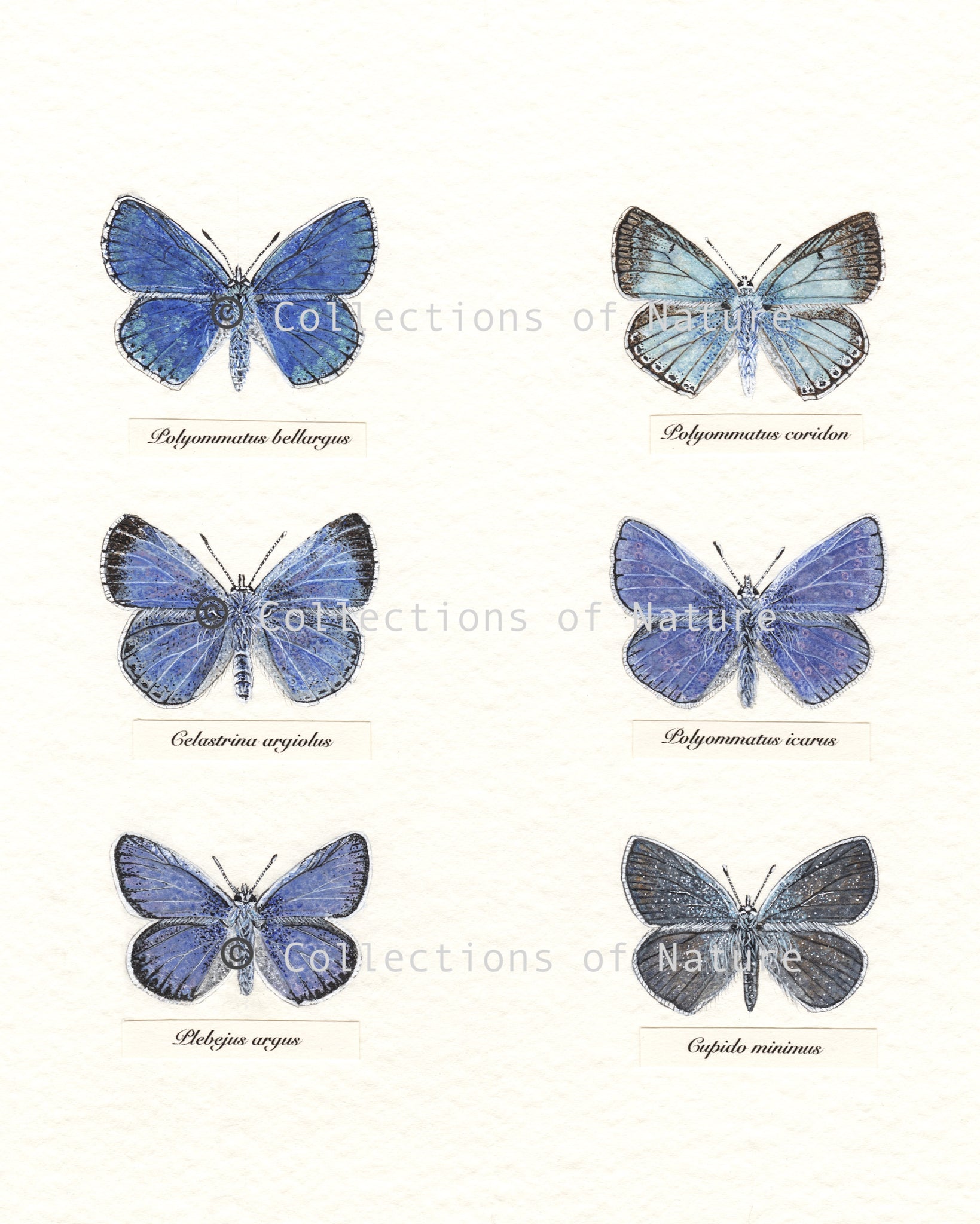 British Blues - Butterflies