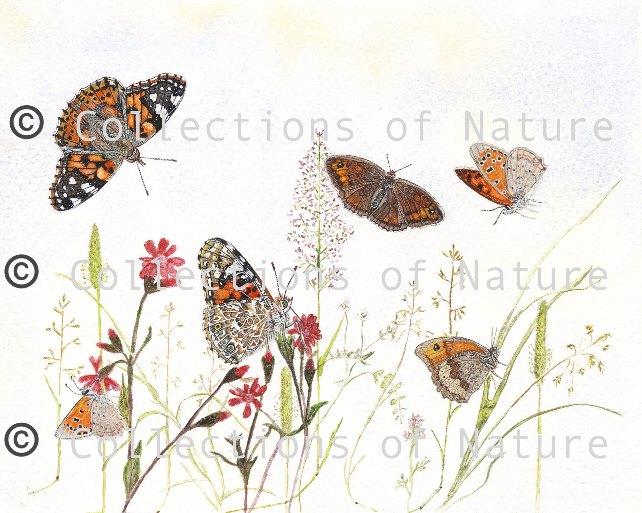Butterfly Meadow