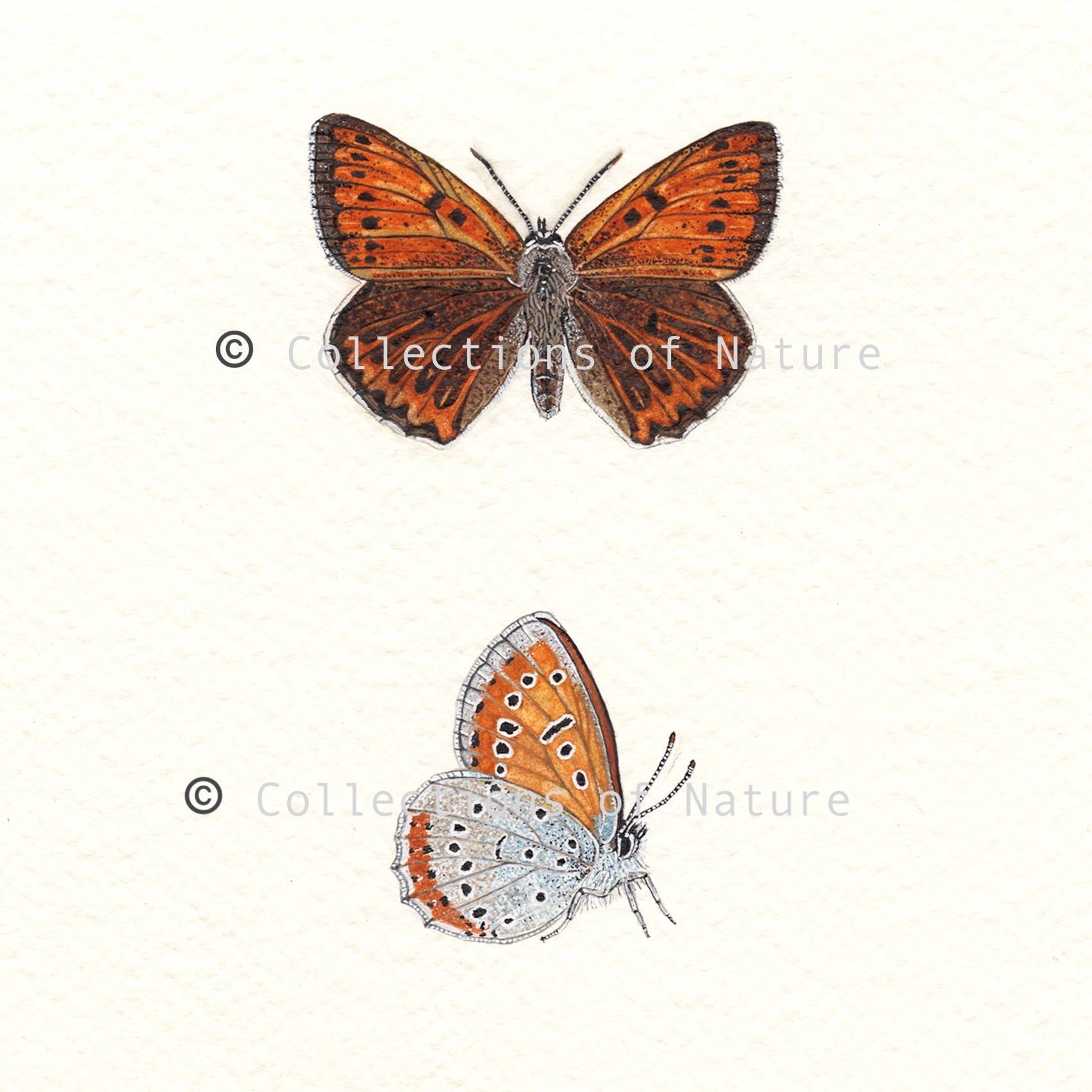 Large Copper Race Butterfly *Limited Edition*