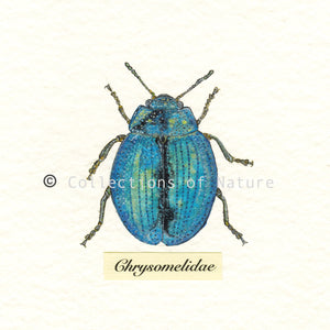 Chrysomelidae Beetle