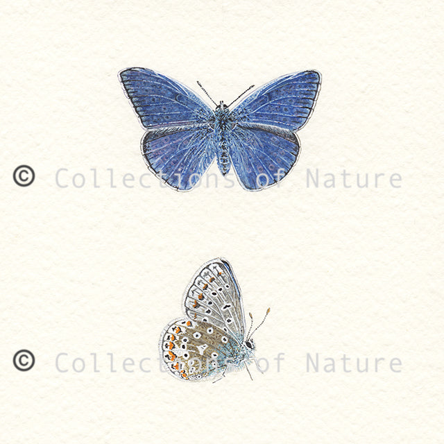 Common Blue Butterfly *Limited Edition*