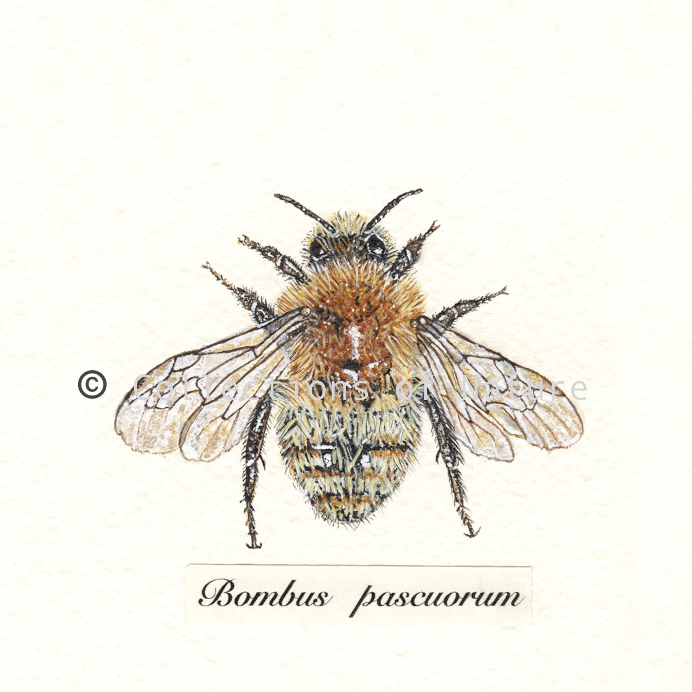 Common Carder Bee