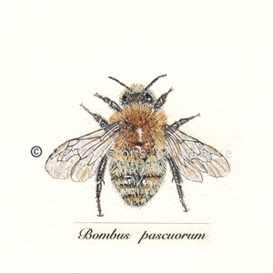 Common Carder Bee