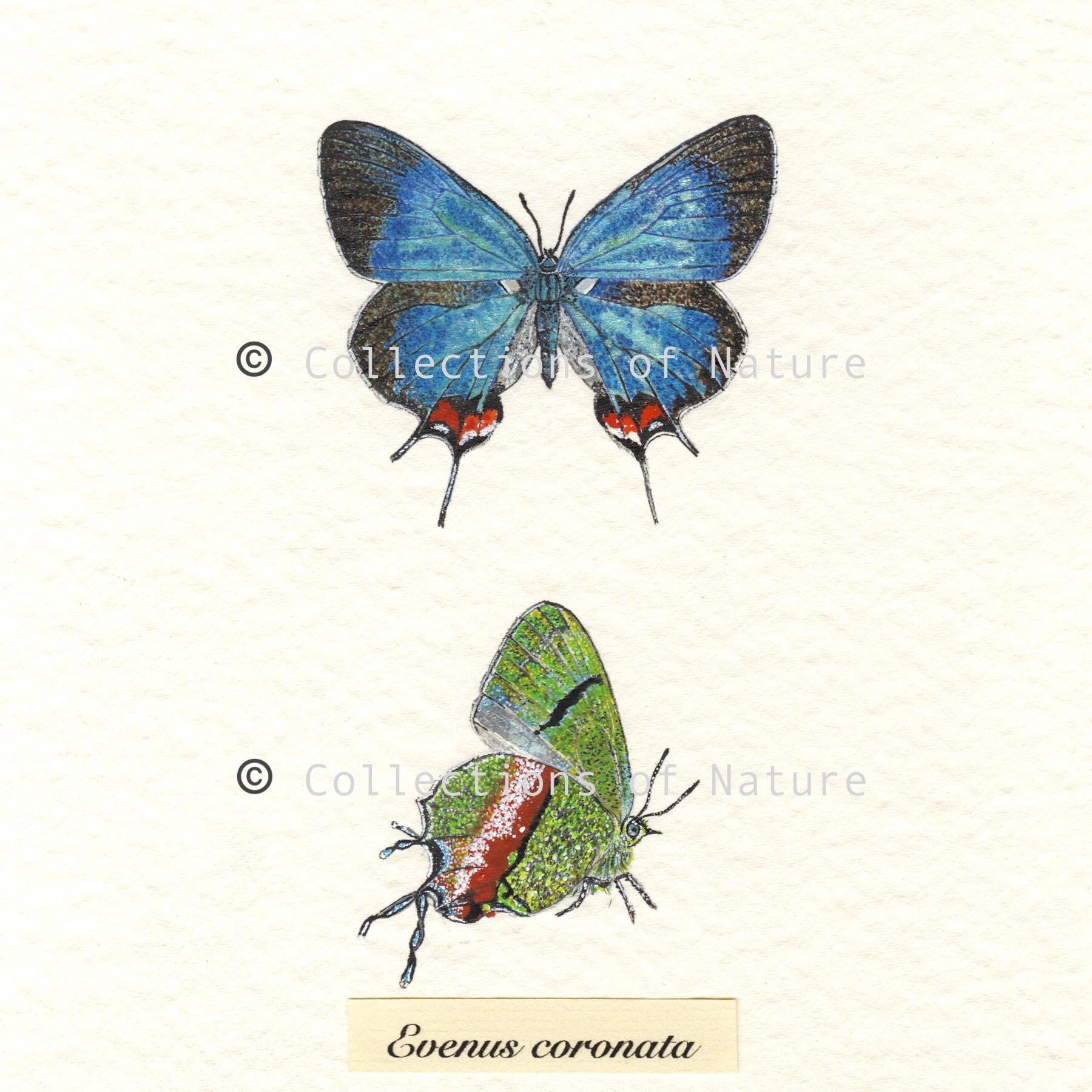 Crowned Hairstreak Butterfly *Limited Edition*