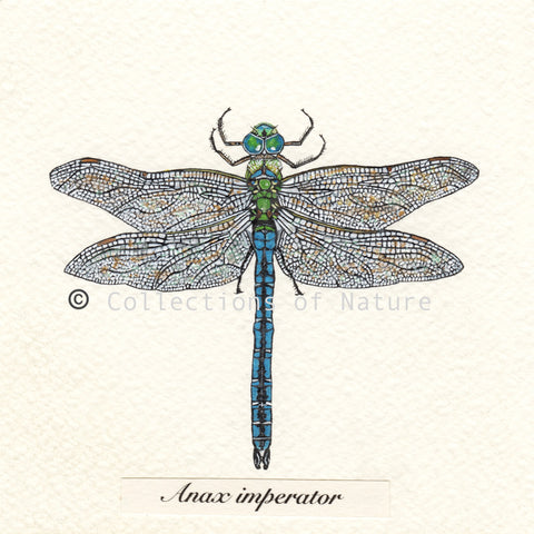 Emperor Dragonfly