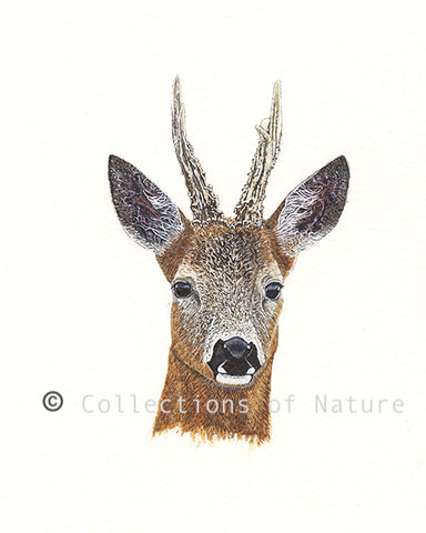 Graceful Buck - Roe Deer