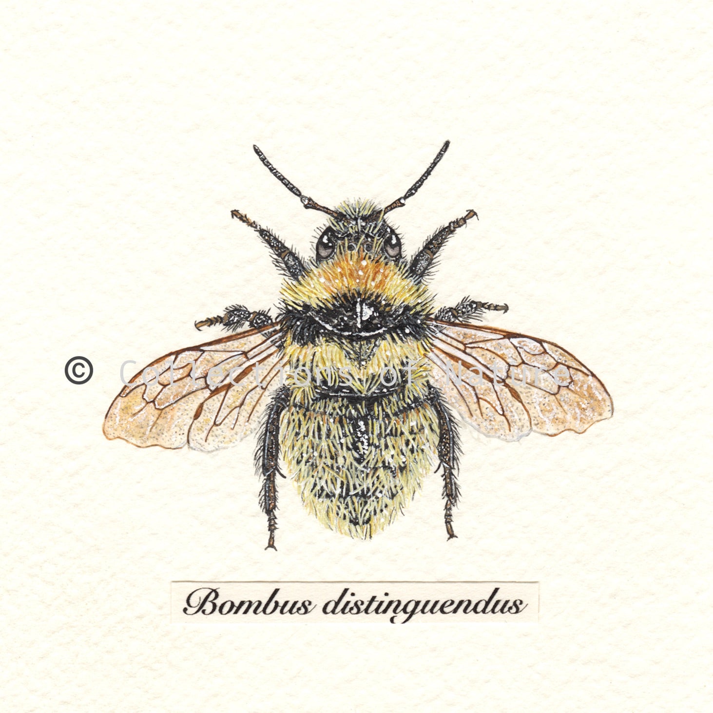 Great Yellow Bumblebee