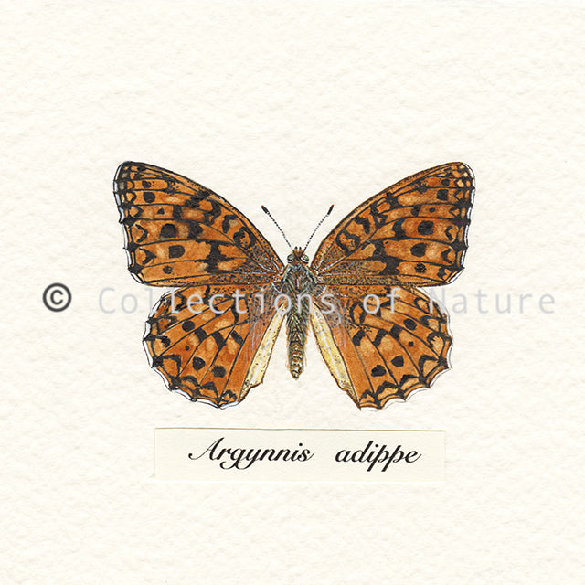 High Brown Fritillary