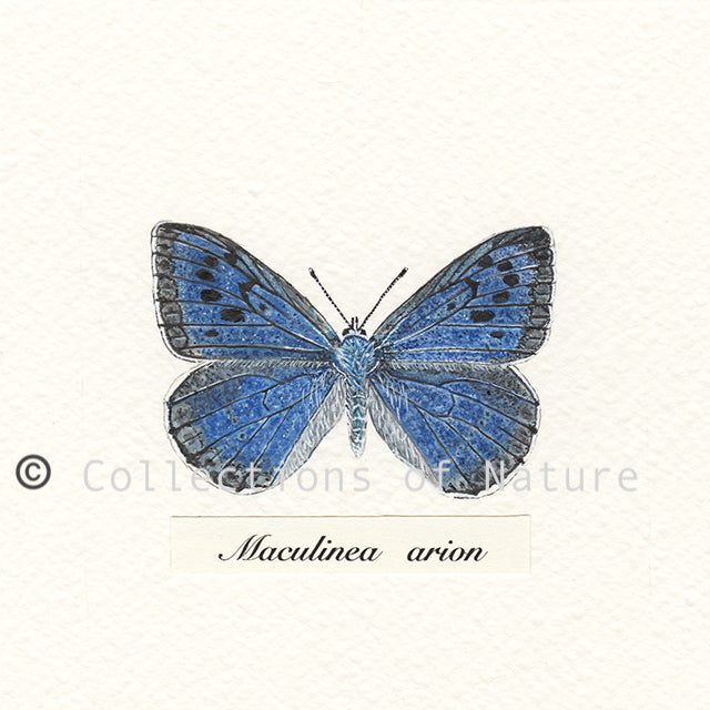 Large Blue Butterfly