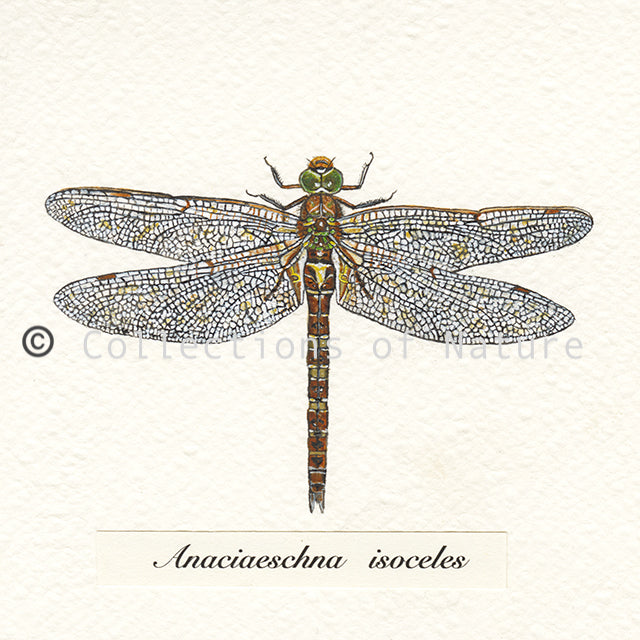 Norfolk Hawker Dragonfly