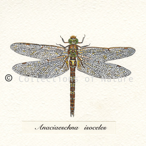 Norfolk Hawker Dragonfly