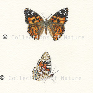 Painted Lady Butterfly  *Limited Edition*