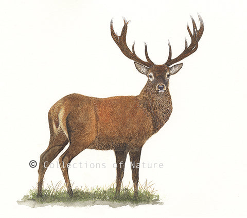 Proud Stag - Red deer