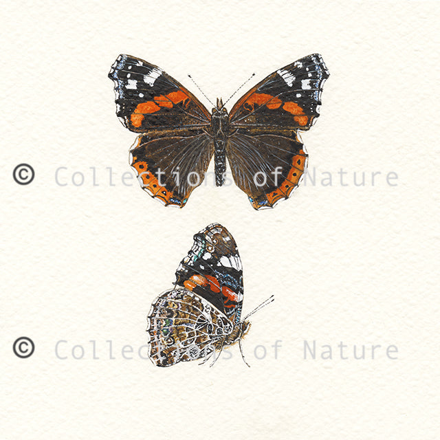 Red Admiral Butterfly * Limited Edition *