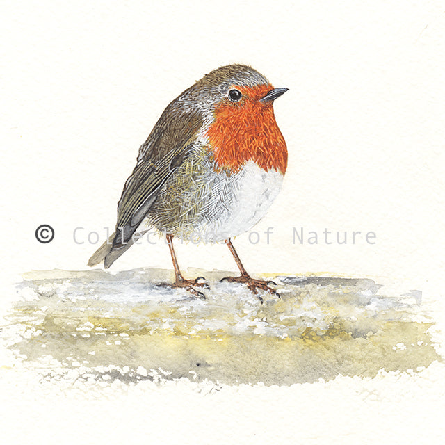 Red Breast Robin