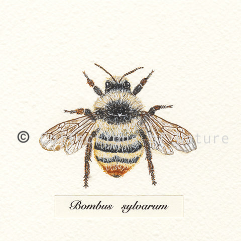 Shrill Carder Bee