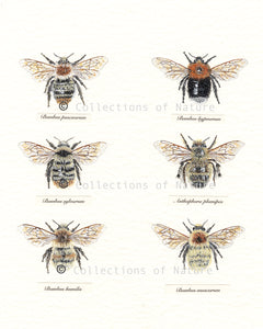 Britain's Bees II