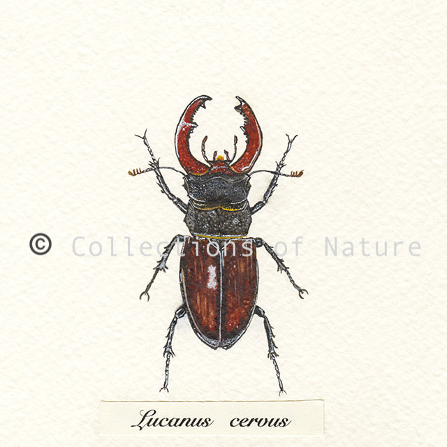 Stag Beetle