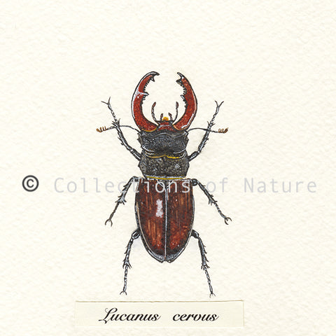 Stag Beetle