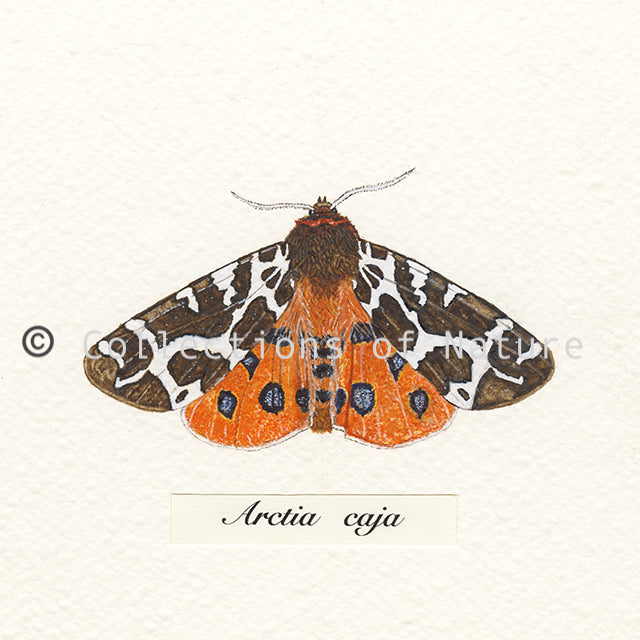 Garden Tiger Moth