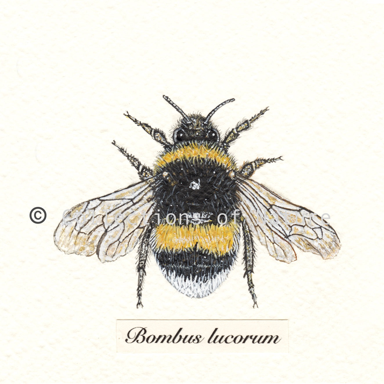 White Tailed Bumblebee