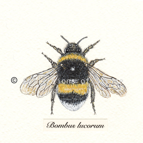 White Tailed Bumblebee